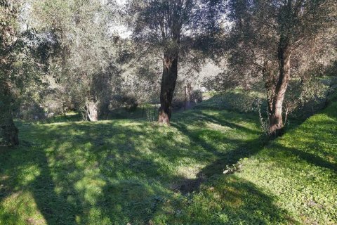 7000m² Land en Corfu, Greece No. 56119 7