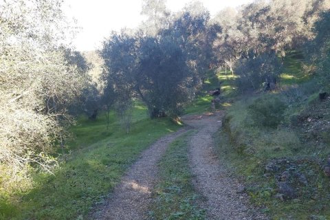 7000m² Land in Corfu, Greece No. 56119 19