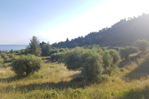 20000m² Land in Chalkidiki, Greece No. 57292 3