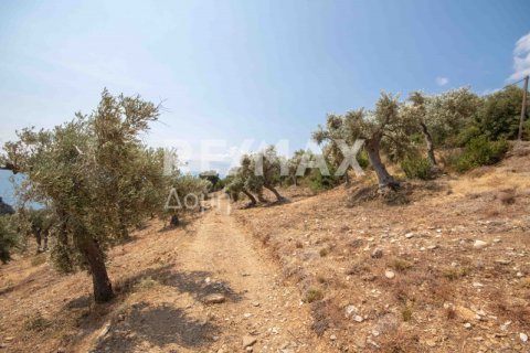 4403m² Land in Magnesia, Greece No. 28028 25