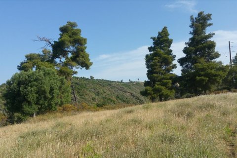 4062m² Land in Chalkidiki, Greece No. 58097 8