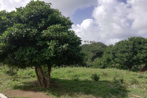 18616m² Land in Marigot, Dominica No. 66280 3