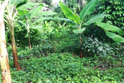 5747m² Land in La Plaine, Dominica No. 66279 5