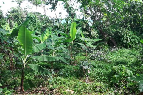 5747m² Land à La Plaine, Dominica No. 66279 8