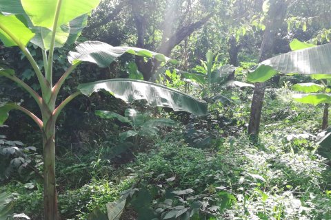 5747m² Land in La Plaine, Dominica No. 66279 7