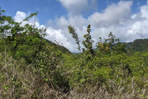 80937m² Land in Saint Joseph, Dominica No. 66274 14