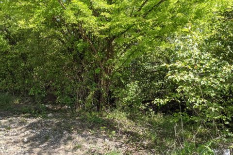 80937m² Land in Saint Joseph, Dominica No. 66274 11