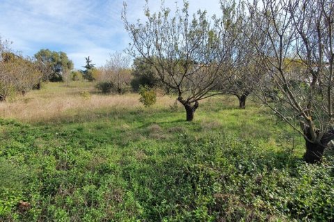 2000m² Land in Chalkidiki, Greece No. 56140 3