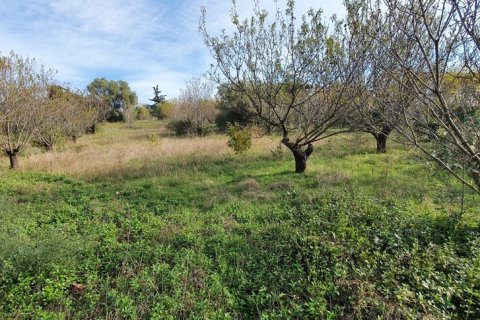 2000m² Land in Chalkidiki, Greece No. 56140 5