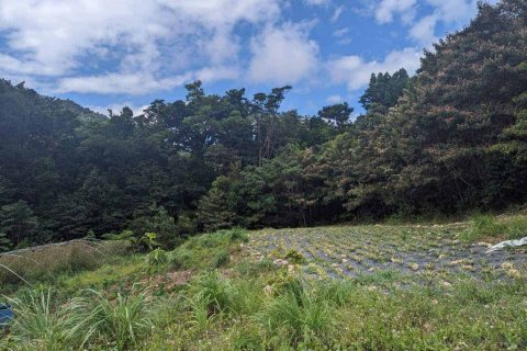 51597m² Land en Saint Paul, Dominica No. 66245 18