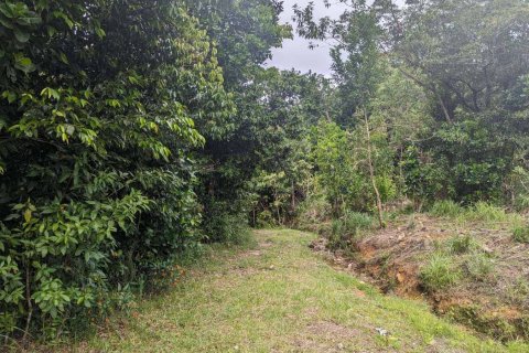 51597m² Land en Saint Paul, Dominica No. 66245 24