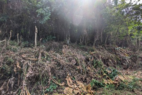 2591m² Land en Loubiere, Dominica No. 66241 7