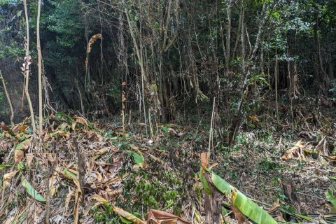 2591m² Land en Loubiere, Dominica No. 66241 17