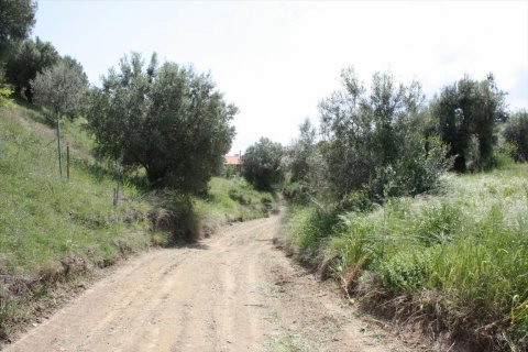 23000m² Land in Chalkidiki, Greece No. 58814 20