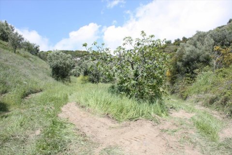 23000m² Land in Chalkidiki, Greece No. 58814 21