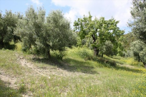 23000m² Land in Chalkidiki, Greece No. 58814 12