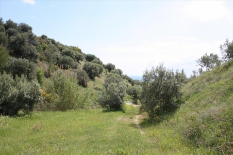 23000m² Land in Chalkidiki, Greece No. 58814 8