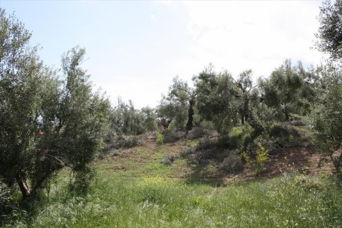 23000m² Land in Chalkidiki, Greece No. 58814 18