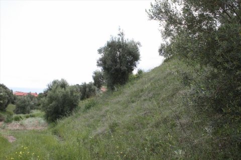 23000m² Land en Chalkidiki, Greece No. 58814 5