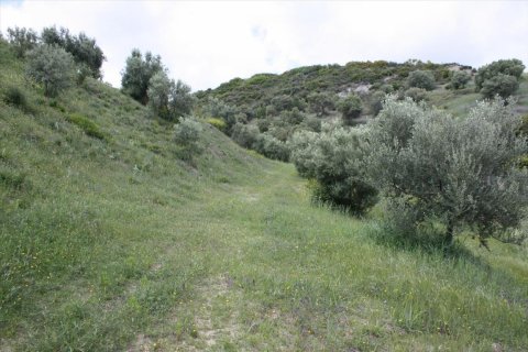 23000m² Land in Chalkidiki, Greece No. 58814 9