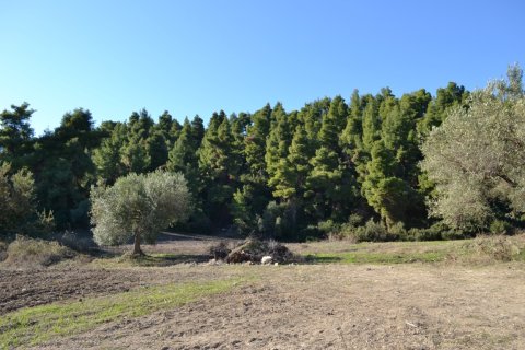 11738m² Land in Chalkidiki, Greece No. 58397 6