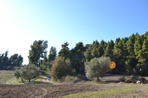 11738m² Land à Chalkidiki, Greece No. 58397 5