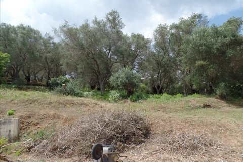 4005m² Land en Corfu, Greece No. 58070 2