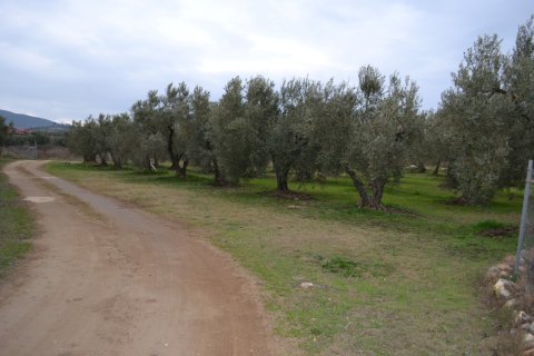 2700m² Land in Polygyros, Greece No. 58362 2