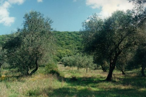 68000m² Land in Corfu, Greece No. 59213 2