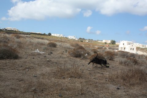 29000m² Land in Andros, Greece No. 56474 3