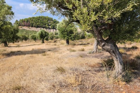 37500m² Land in Polygyros, Greece No. 55087 11