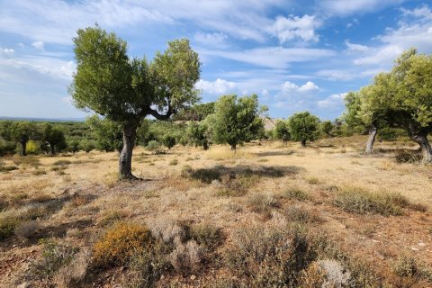 37500m² Land en Polygyros, Greece No. 55087 13