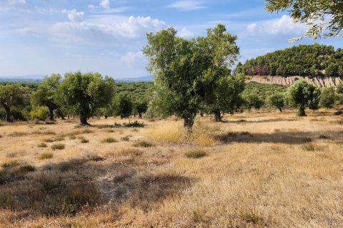 37500m² Land in Polygyros, Greece No. 55087 10