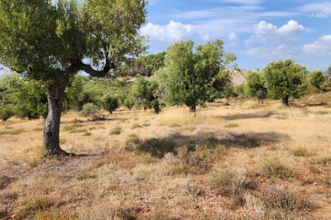 37500m² Land en Polygyros, Greece No. 55087 12