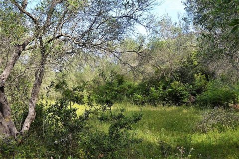 12000m² Land in Corfu, Greece No. 57365 7