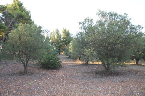 3600m² Land en Polygyros, Greece No. 59302 7