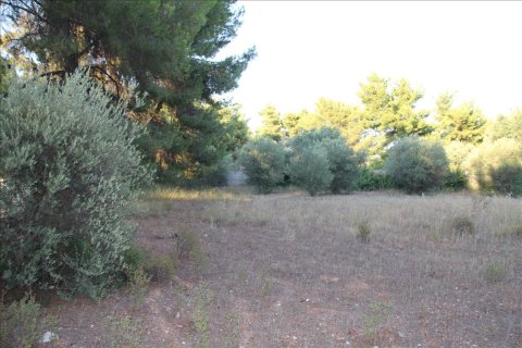 3600m² Land in Polygyros, Greece No. 59302 6