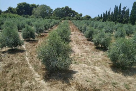 12700m² Land in Elis, Greece No. 56031 8