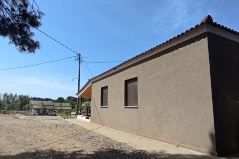 12700m² Land à Elis, Greece No. 56031 2