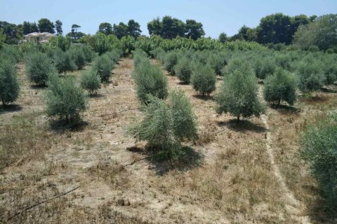 12700m² Land in Elis, Greece No. 56031 7