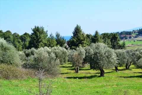 10800m² Land en Chalkidiki, Greece No. 59802 2