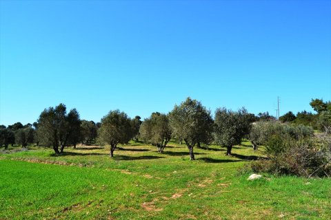 10800m² Land in Chalkidiki, Greece No. 59802 6