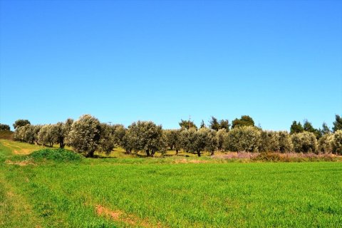 10800m² Land in Chalkidiki, Greece No. 59802 5