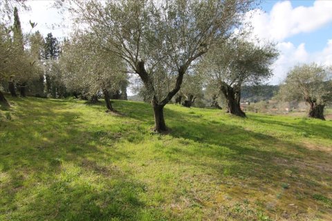 6135m² Land in Corfu, Greece No. 58313 13