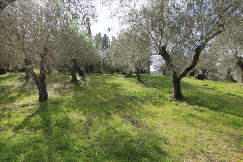 6135m² Land à Corfu, Greece No. 58313 14