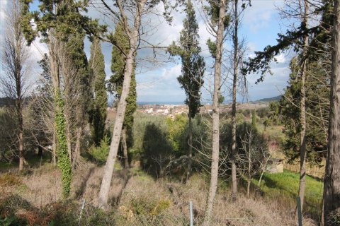 6135m² Land en Corfu, Greece No. 58313 10