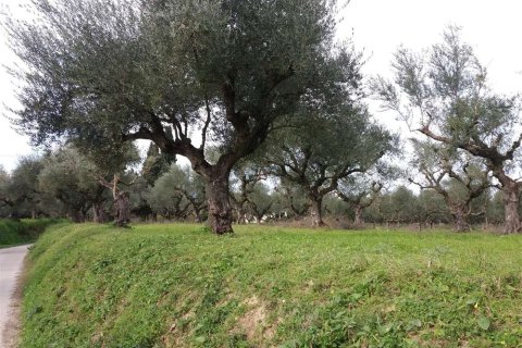 Land in Zakynthos, Greece No. 24506 18