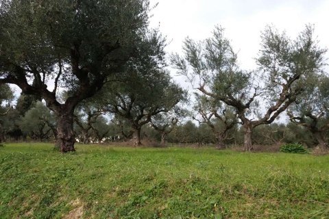 Land in Zakynthos, Greece No. 24506 3