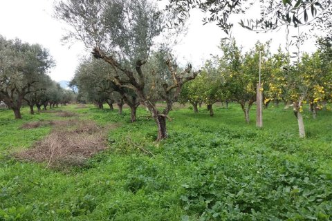 Land in Zakynthos, Greece No. 24506 23