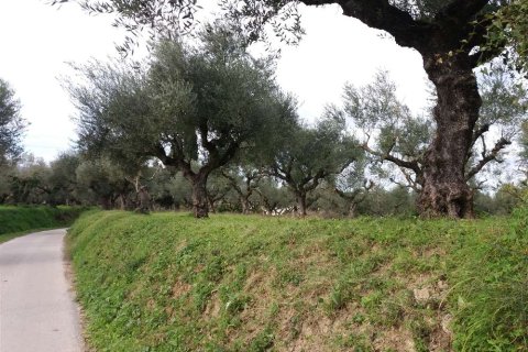 Land in Zakynthos, Greece No. 24506 2